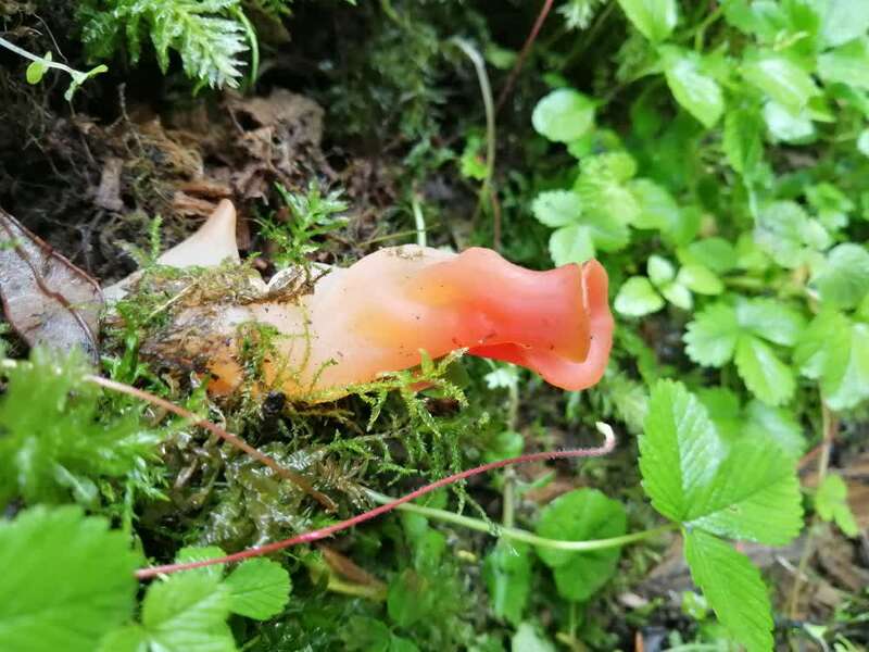 科学家发现6.3亿年前蘑菇祖先