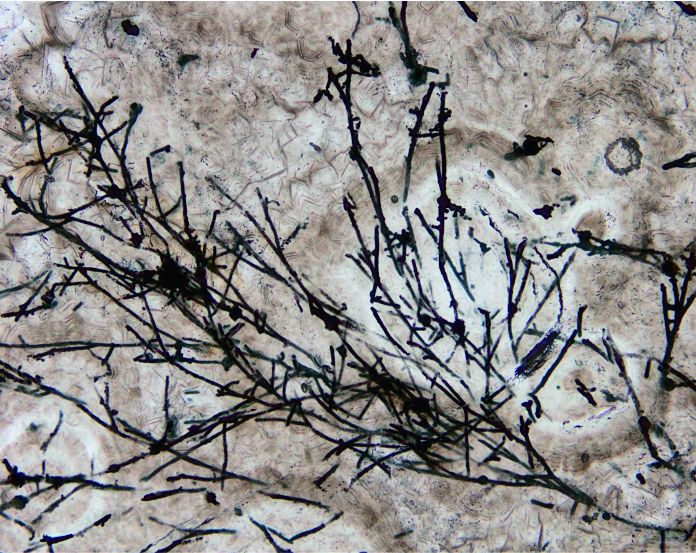 科学家发现6.3亿年前蘑菇祖先
