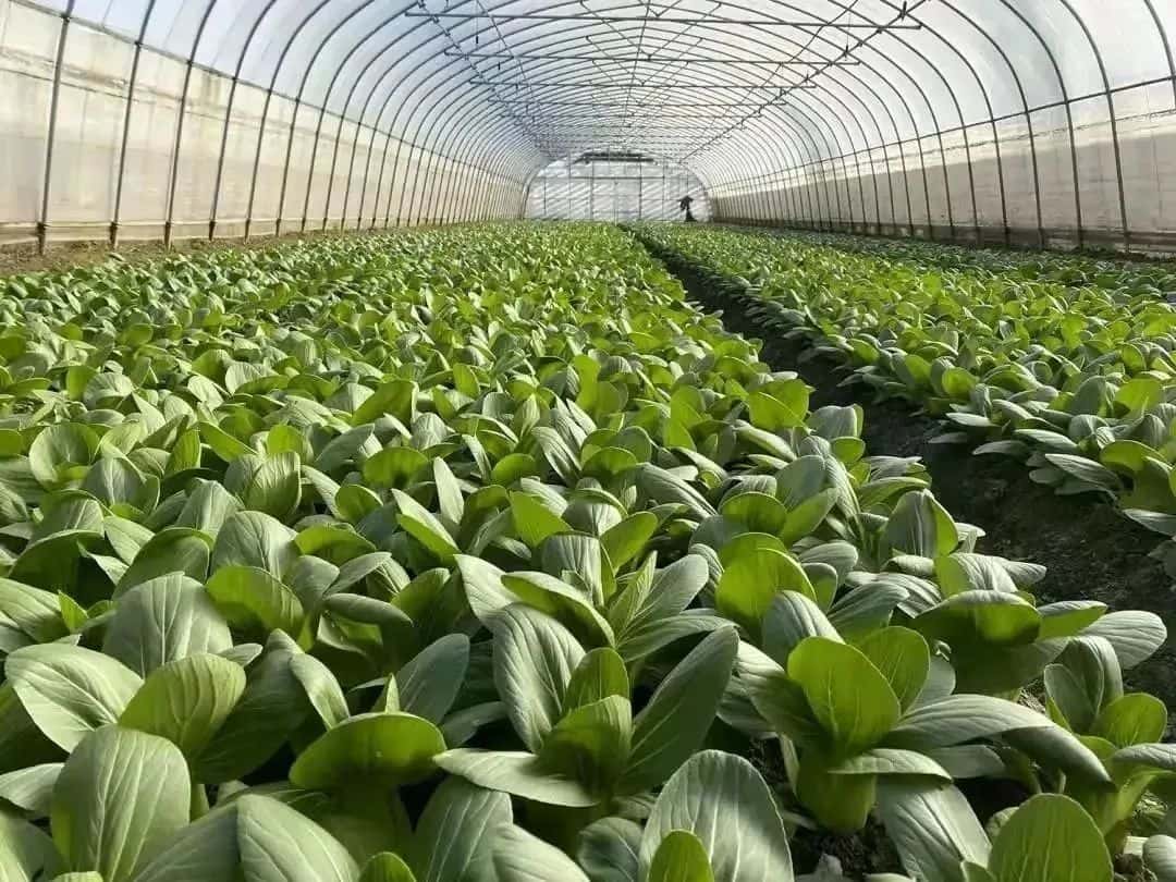 复工复产 田头蔬菜供应充足