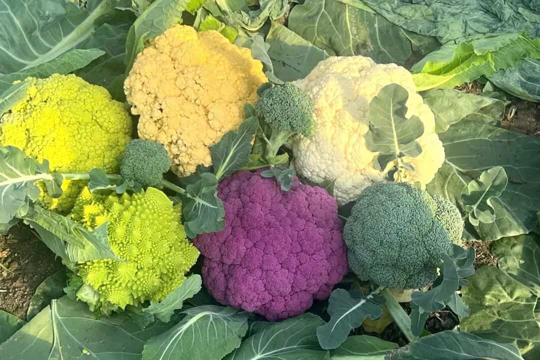 从“有没有”到“好不好”，市农科院突破花菜育种“卡脖子”难题