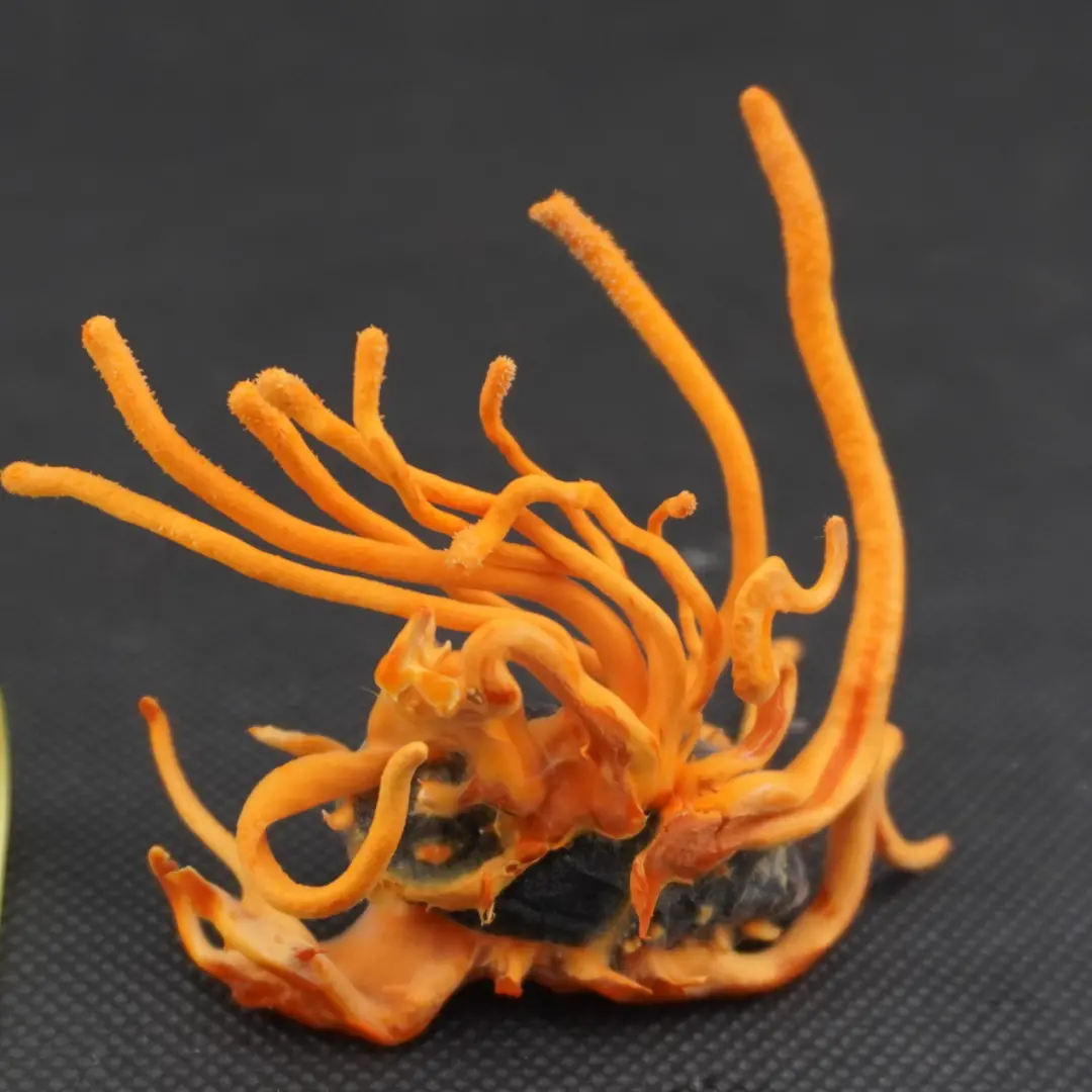 上海农科院团队用食用菌作抗癌药物「细胞工厂」，产量可提升10倍，已和公司合作生产菌物「肉」丨专访邹根