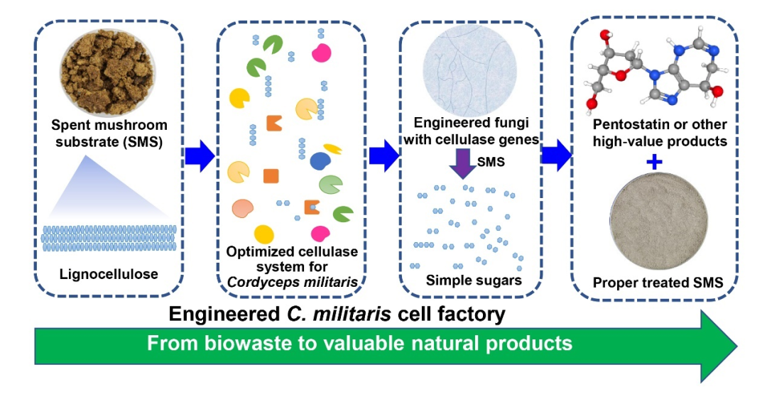 上海农科院团队用食用菌作抗癌药物「细胞工厂」，产量可提升10倍，已和公司合作生产菌物「肉」丨专访邹根