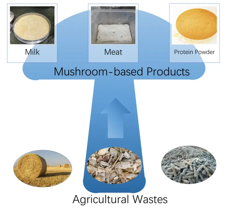 上海农科院团队用食用菌作抗癌药物「细胞工厂」，产量可提升10倍，已和公司合作生产菌物「肉」丨专访邹根