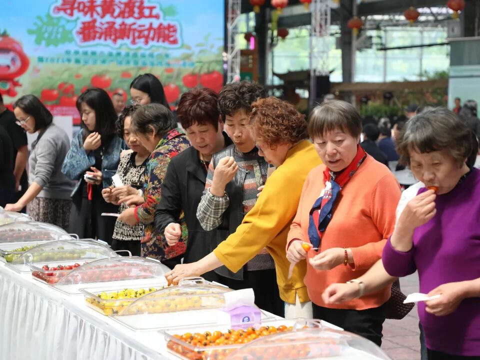 多个品种“打擂角逐” 嘉定地产优质番茄推介