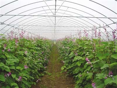 20150820红刚青扁豆