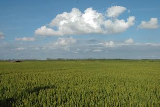 20151015崇明有机良田