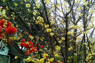 112上海植物园腊梅