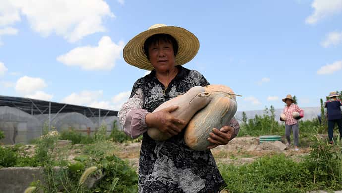 【高温中的坚守】三个人年龄合计超二百岁！高温酷暑下，沪郊菜地劳力多是老年人