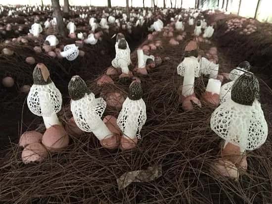 “真菌皇后”的蝶变之路